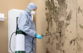 Best Environmental Consulting for Mold Prevention  in Shrewsbury, NJ